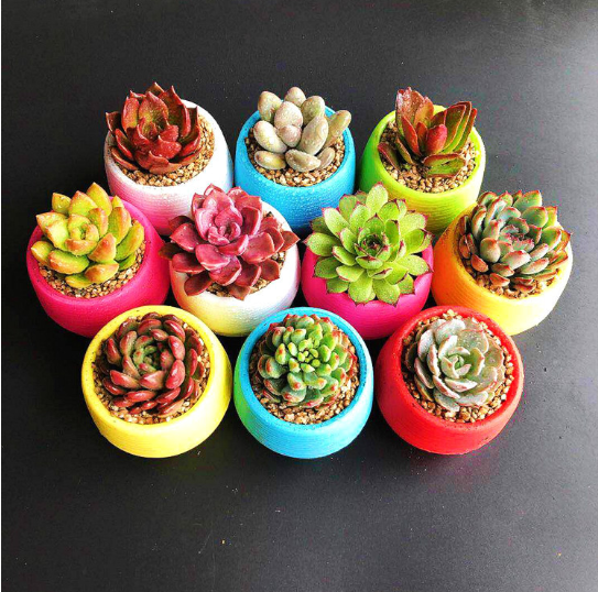Creative Mini Succulent Plant Pot - Ishimaru Bowl